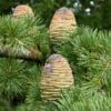 Cedarwood Essential Oil