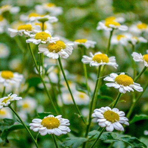 Chamomile Roman Essential Oil