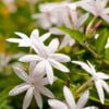 Jasmine Fragrance Oil