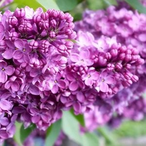 Lilac Fragrance Oil