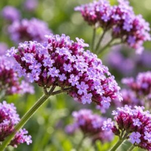 TWC Aceite con fragancia Verbena