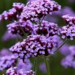 fragrance twc verbena NVEB
